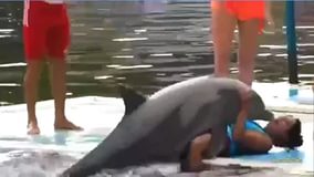 Ютуб секс с дельфинами