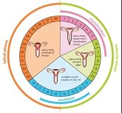 Скачать бесплатно порно менструационного цикла