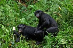 Смотреть фото бесплатно крупным планом спаривание обезьян